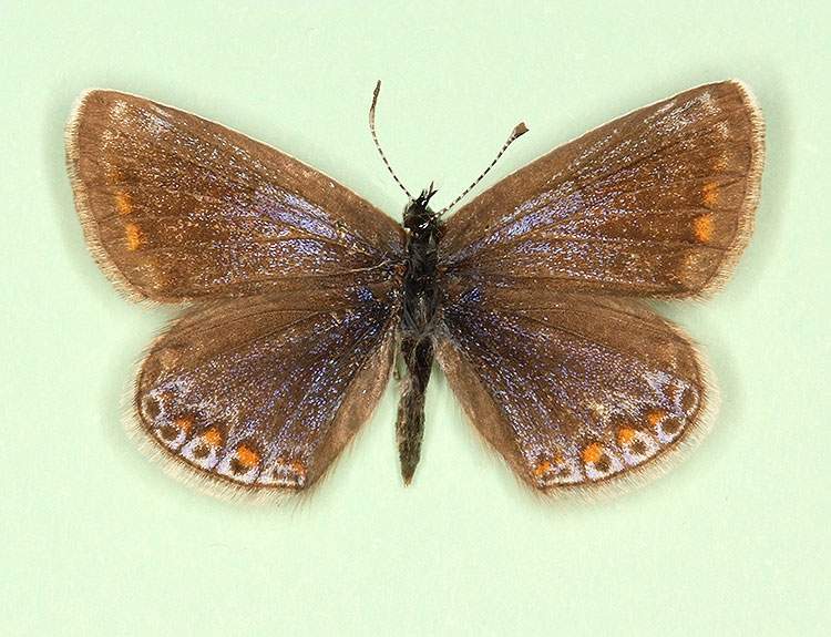 Polyommatus icarus female (aberrant form anticolunata + caeruleolunulata) (Internet Image property of respective owner, non-commercial use only)